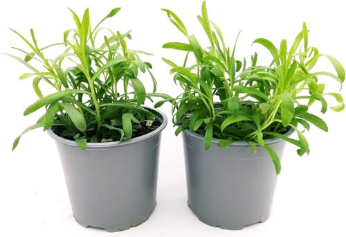 Planta de estragón en maceta, 14 cm, hermosa planta, Terre di Romagna, fabricada en Italia