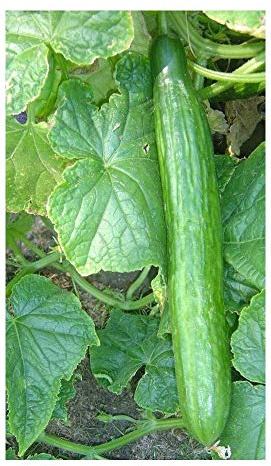 PEPINO DE INVERNADERO - TELEGRAPH - 40 SEMILLAS MEJORES
