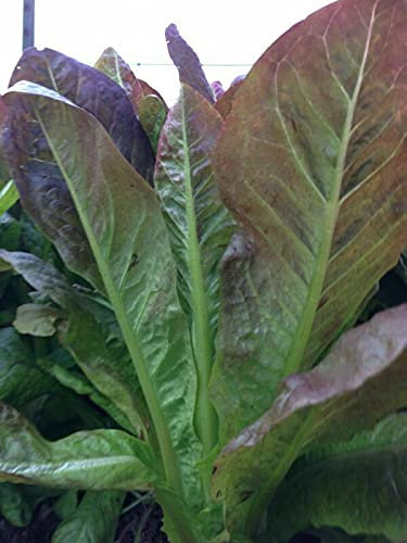 Graines De Laitue Romaine Rouge Graines De Légumes Pour Le Jardin Potager