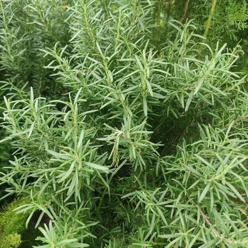 semi di rosmarino biologici - giardino letto rialzato Regali giardiniere balcone 500pcs