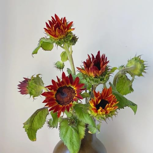 semillas de girasol, perennes resistentes, balcón, jardín 300pcs