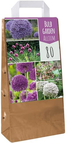 Jardin de bulbes Mélange d'Allium - Bulbes à fleurs colorées d'extérieur Allium Nectaroscordum (80 bulbes)