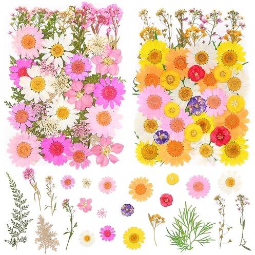 pclapora 81 Piezas Flores Secas Naturales Prensadas, Flores Reales Secas Mezcladas, para Decoración Manualidades, Resina, Velas, Nail Art, Bolsos, Álbumes Recortes