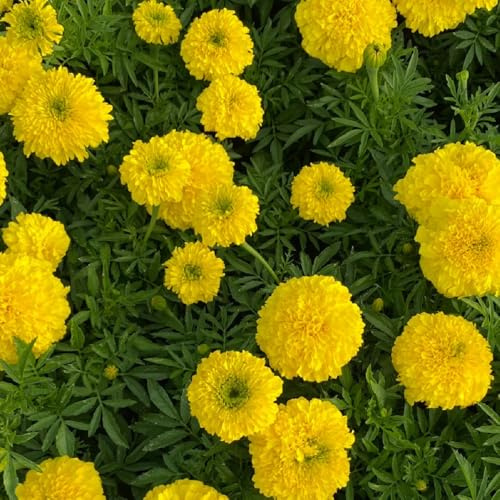 Semi di calendula, semi di campo Tagetes erecta semi di copertura 250pcs