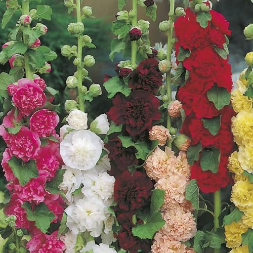 Hollyhock Double Chaters | Perennial | 6 Plug Plants