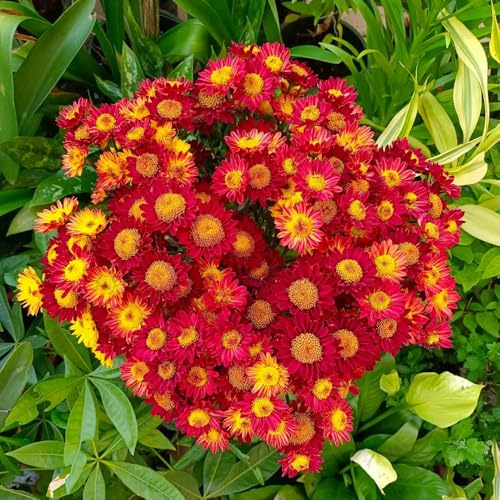 semillas de margarita - exterior jardín resistentes interior 100pcs