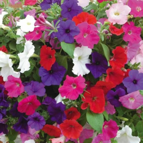 250 Semi di Petunia Mix Grande eccezione nelle Dazzling Mix colorato di Blooms