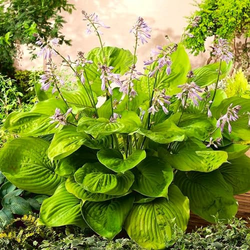 Carbeth Plants - Hosta Sum and Substance (2 Plants) in 9cm Pots - Brightly Coloured Herbaceous Perennials - Ready to Plant