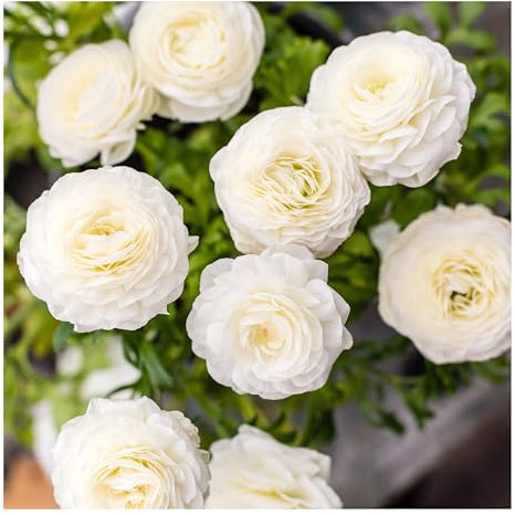 10 x Ranunculus Asiaticus White Spring Summer Flowering Bulbs Persian Buttercup Aviv Cut Flowers Borders Containers Hardy Garden Perennial Ready to Plant Corms Size 7/8
