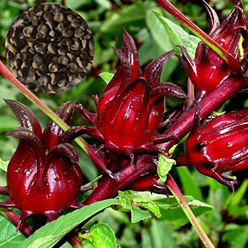 Rote Roselle-Samen, 50 Stück rote Roselle-Samen, hohe Keimung, verschönernde, wetterbeständige Topfgarten-Hibiskus-Sabdariffa-Samen zum Pflanzen, zieht Bienen an – rot