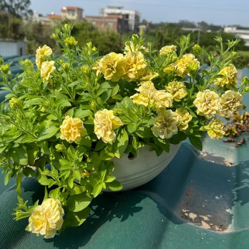 semi di petunia - perenni resistenti pieno sole rampicanti 100pcs