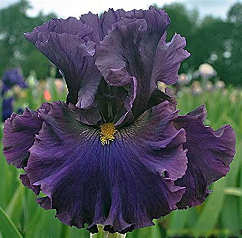 Iriszwiebeln/Rhizom/Schöner Zierwert von Topfpflanzen/Und es ist bezaubernd/Seltene Art Jugendgartendekoration-1,4Rizome