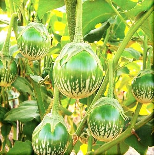 TomorrowSeeds - Petch Siam Thai Eggplant Seeds - 200+ Count & 1000+ Long Purple Eggplant - for 2026 Planting Small Green Brinjal Baby Round Egg Aubergine Eggplants Melongene USA Garden Vegetable