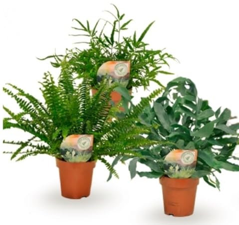 Pack de 3 plantas naturales Helecho Mix variado, 30-35 cm. Planta de follaje verde y frondoso, ideal para interiores. Segura Garden.