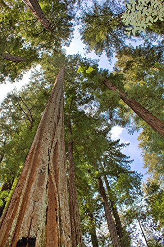 40 seeds Giant Sequoia Sequoiadendron Giganteum Sierra Redwood Tree : Package Contatins seeds