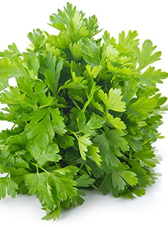 Semillas de Perejil para Sembrar en Casa Petroselinum Crispum