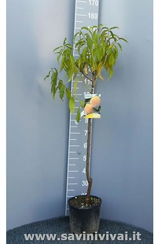SAVINI VIVAI Pianta di Pesco Percoco Baby Gold Piante da Frutto Albero di Pesca in Vaso 22-24 cm 2-3 Anni Altezza 130-150 cm Made in Italy