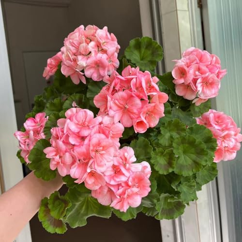 Geraniensamen - balkongewächshäuser kletterpflanzen indoor gewächshaus balkon gartenpflanzen schnittblumen balkonblumen winterhart alte sorten hochbeete für garten kübelpflanzen 180pcs