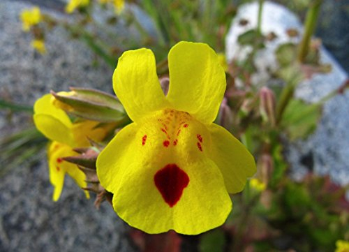 Lincolnshire Pond Plants Ltd - Marginal Aquatic Pond Plant - (Mimulus Guttatus) - Plug
