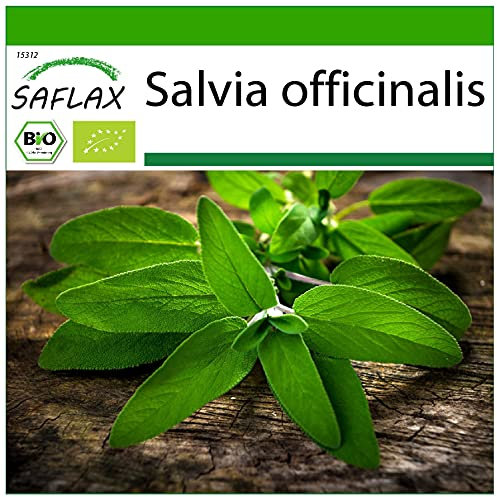 SAFLAX - BIO - Salbei - 60 Samen - Mit keimfreiem Anzuchtsubstrat - Salvia officinalis