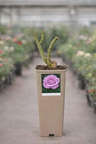 Rosal Natural en Maceta – Planta de Rosa Viva para Jardín, Terraza y Exterior – Floración Abundante y Decorativa (Malva)