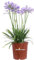 Pianta di Agapanthus o Agapanto diverse varietà pianta ornamentale Giglio Africano da esterno pianta vera fiori vari colori venduta da eGarden.store (Agapanthus Summer Love Blue)