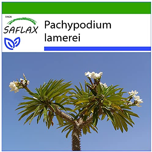 SAFLAX - Palmier de Madagascar - 10 graines - Avec substrat - Pachypodium lamerei