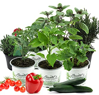 Verrücktes Hochbeet Pflanzen Set aus 7 Pflanzen