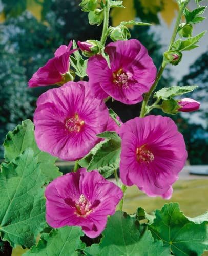 Lavatera x olbia 'Bredon Springs' 11x11 cm Topf – Mehrjährig, Pflegeleicht – Strauchmalve – Zierstrauch für Beet & Rabatte