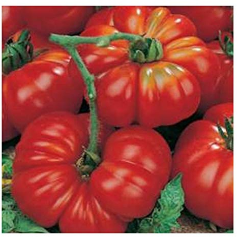 PREMIER SEEDS DIRECT - Tomato - MARMANDE SUPERPRECOCE - 75 Seeds - Organic