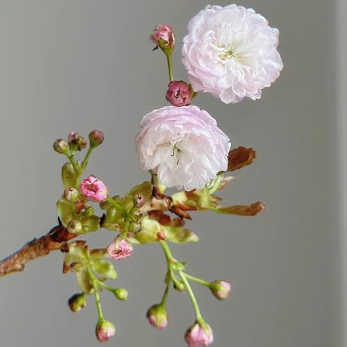 Flores de cerezo decorativas para árboles, plantas de maceta, plantas decorativas de cerezo, plantas en maceta para exteriores, resistentes al invierno, flores de primavera, plantas de interior,
