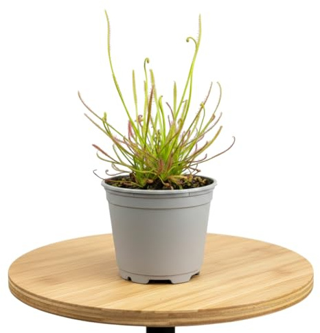 Drosera Capensis Planta Carnívora Drosera del Cabo DECOALIVE Maceta 8 cm Altura 10 cm para Rincón Verde