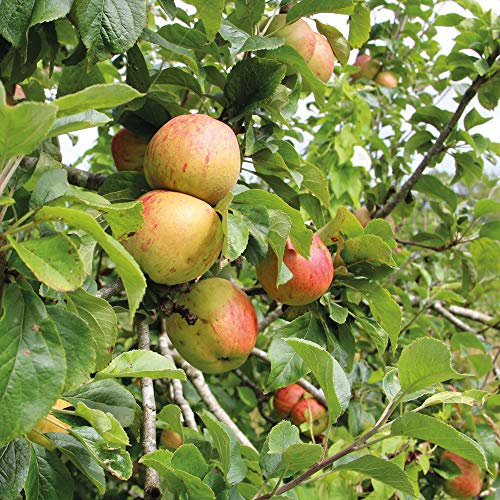 Thompson & Morgan Hardy Apple Fruit Tree ‘Bramley’s Seedling’ Dwarf Variety, Bare Root Plant, Highly Attractive to Pollinators, High Yielding Ideal for Kitchen Gardens, Allotments & Patio
