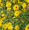 Stauden-Sonnenblume Miss Mellish - Helianthus laetifolius