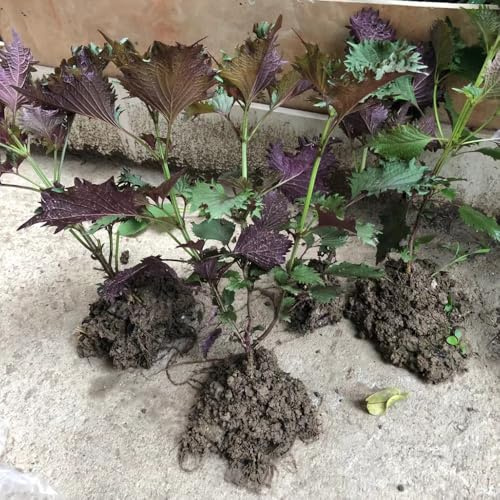 shiso d'appartamento rare Perilla frutescens aromatiche invernali invernali, aromatiche da giardino organiche per la copertura del terreno 450semi