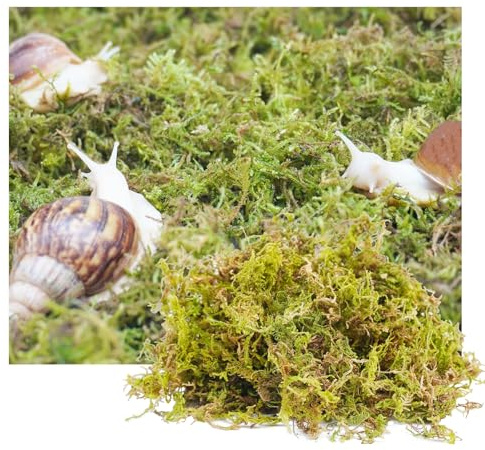 Jinymral 115g Moos Substrat für Haustierschnecken, Einstreu für Schneckenterrarien Schnecke Terrarium Zubehör Ideal zur Aufrechterhaltung der Luftfeuchtigkeit in Terrarien