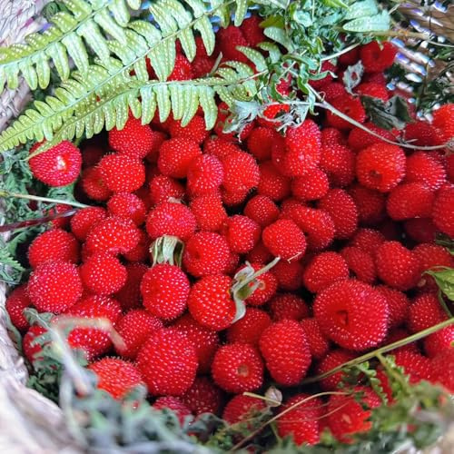 semillas de fresa silvestre perenne - balcón resistentes jardín 500pcs