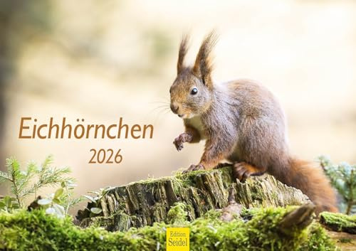 Edition Seidel Calendario premium 2026 de ardilla, formato DIN A3, calendario de pared, calendario de animales, animales salvajes, animales del bosque, animales domésticos