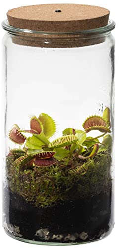 vdvelde.com - Swampworld Venusfliegenfalle Weck Glas - Flaschengarten mit Licht - Fleischfressende Pflanze Terrarium + Fleischfressende Pflanzen Buch - Glas: Ø 10,5 cm, Höhe 21 cm