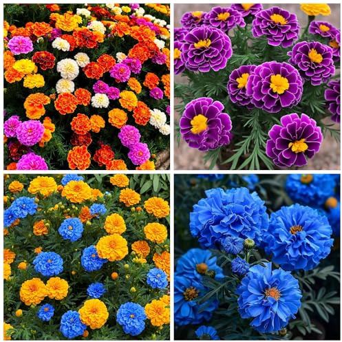 1000+ Mix French Marigold Seeds for Planting - Marigold Garden Flower Seed to Plant Open Pollinated Annual Flowers Non-GMO Heirloom Organic Seeds