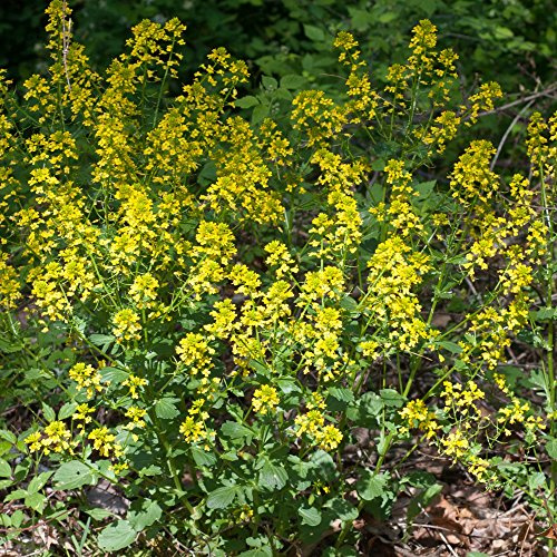 Palm Beach Medicinal Herbs - Yellow Rocket (Barbarea vulgaris) - Packet of 30 Seeds