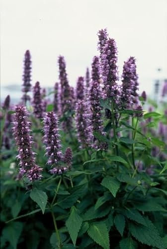 20 agastache Blue Fortune, 10-25 cm, Ø 9 cm