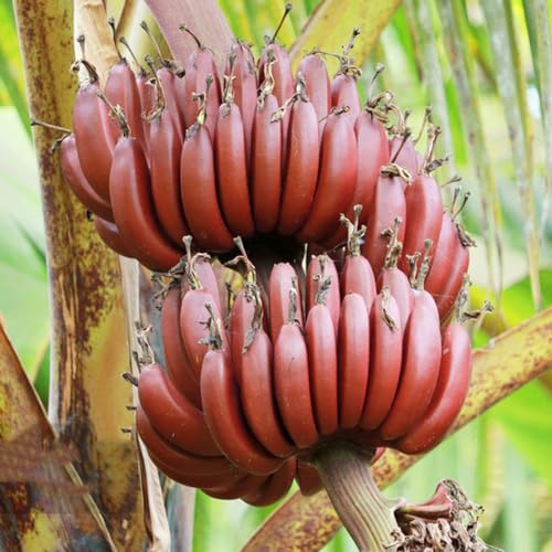 semi di banana, da frutto di banano resistente, semi di balcone esotiche 50pcs