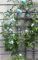 Ponak nuevas 100 PC rosal trepador semillas de flores para jardinería mar azul