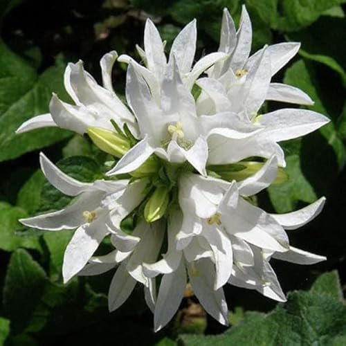 12 unità Campanula Glomerata 'Alba' - Campanula a Grappolo 'Alba' Vaso 9x9cm ±1 m² - Fiori Bianchi e Foglie Grandi, Perfetti per Giardini e Bordure