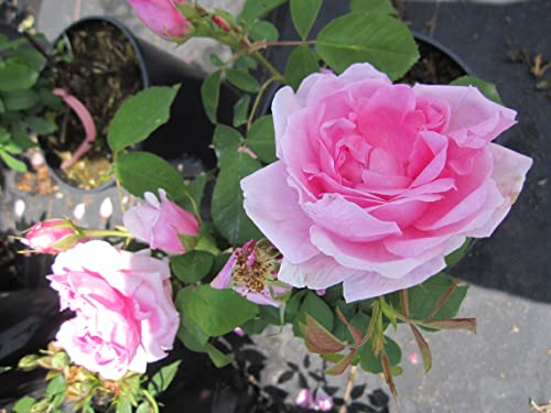 Rosa Mme Boll - Strauchrose Mme Boll - Historische Rose