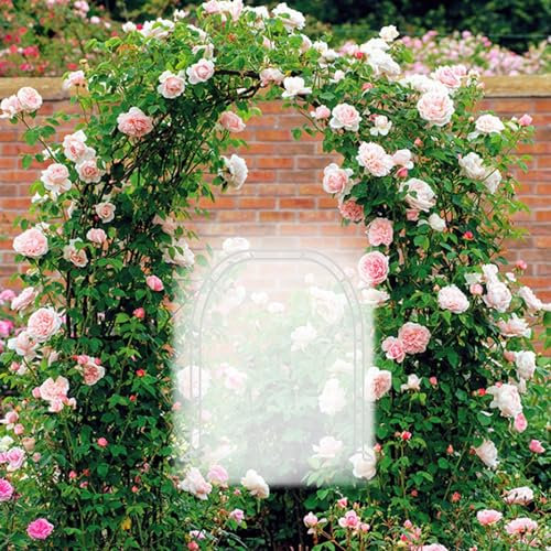 Arco per Rose Arco da Giardino Supporto per Rose Piante Rampicanti in Metallo W80/120/140/180/200/240/260/280/300/350cm Arco di Nozze Garden Arch Padiglioni (Color : White, Size : W180x220cm(W5.9x7.