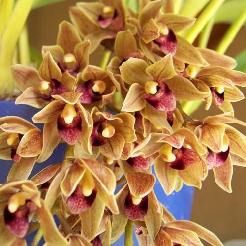 Cymbidium-Bulbos De Phalaenopsis, Resistente Al FríO, Calas Bulbos Bulbos, Cymbidium Orchidee, AromáTicas De Cymbidium-Decorativo, Bulbos De Orquidea -3bulbos-B