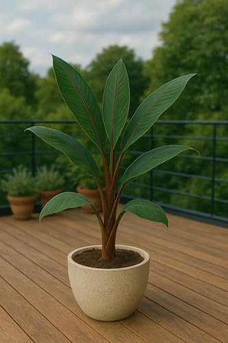 10 graines à semer - Le Grenier d'Abondance - Musa Mannii - Bananier Sauvage