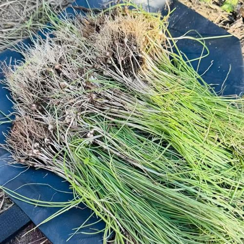 Aglio Orsino di giardino primavera giardino inverno semi acquistare semi 250pcs